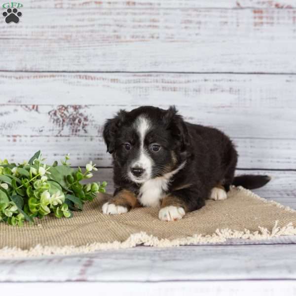 Twinkle, Miniature Australian Shepherd Puppy